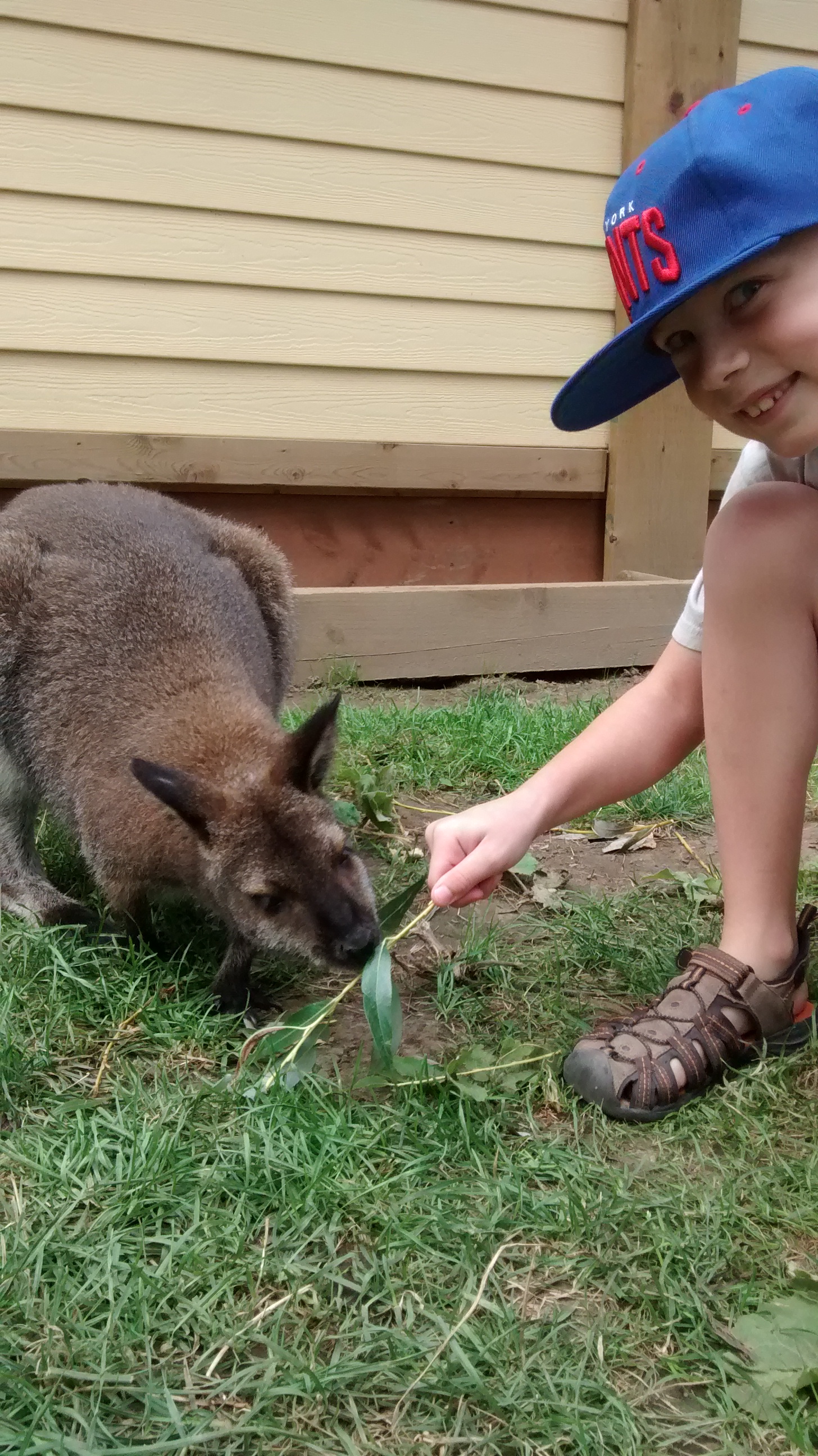 Arlo feeds a kangaroo