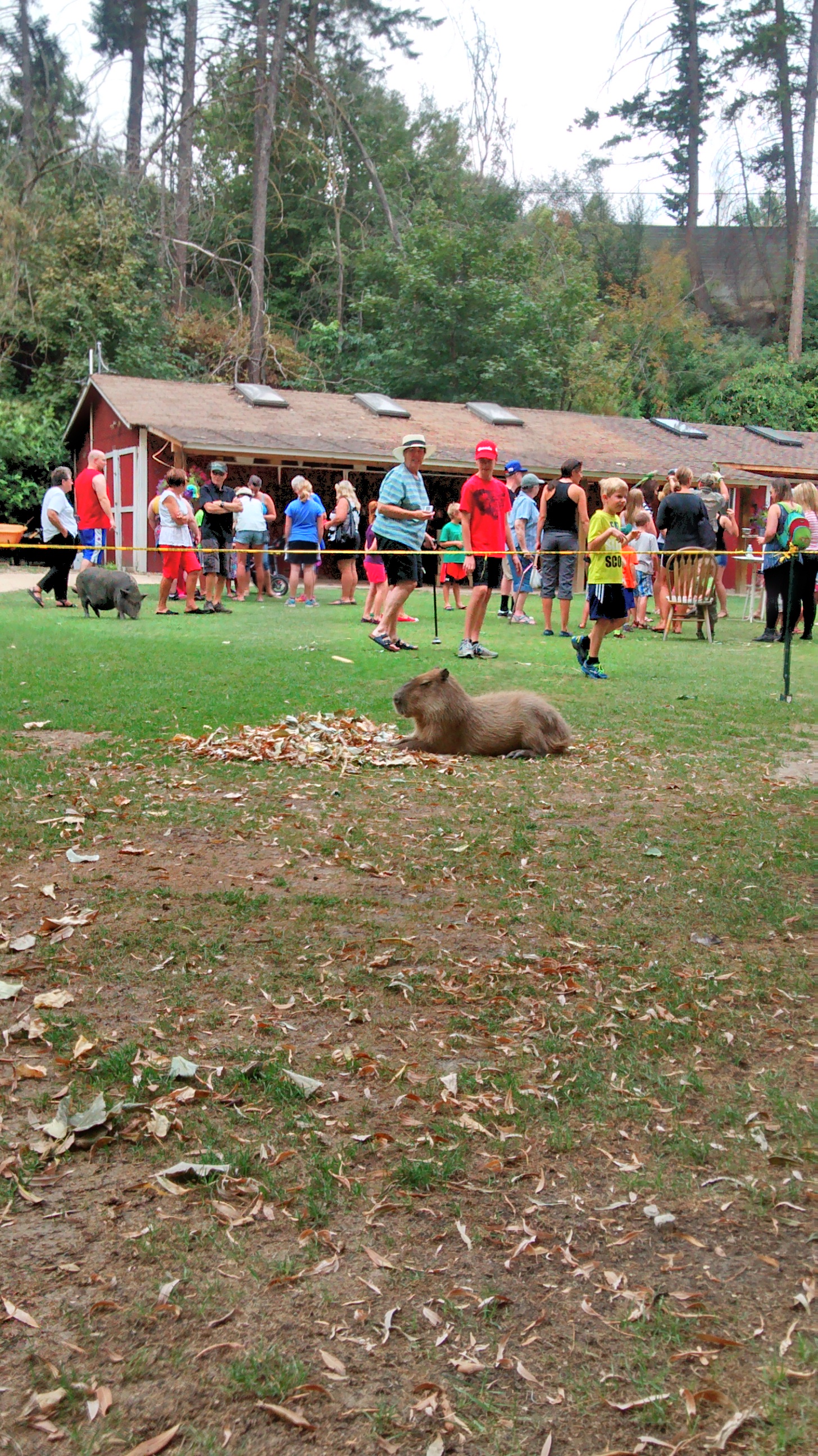 This is a capybara, basically a giant guinea pig.